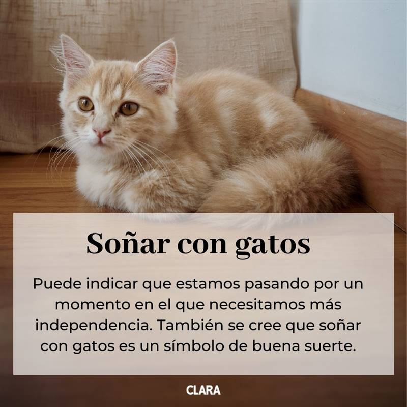 soñar con gatos