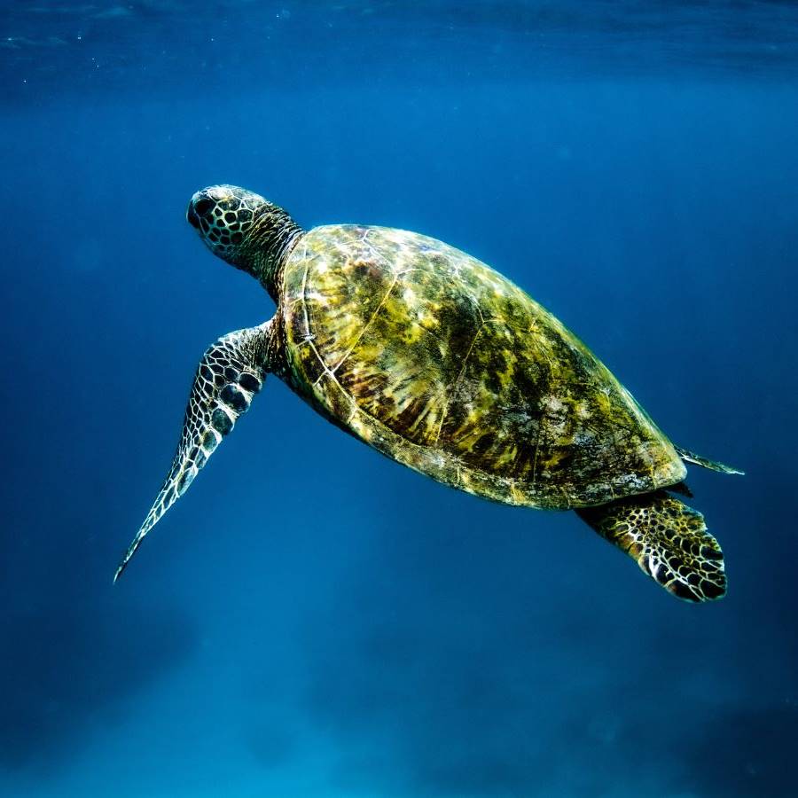 soñar con tortugas